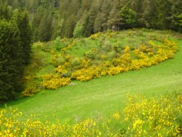 2024-05-26-Triberg